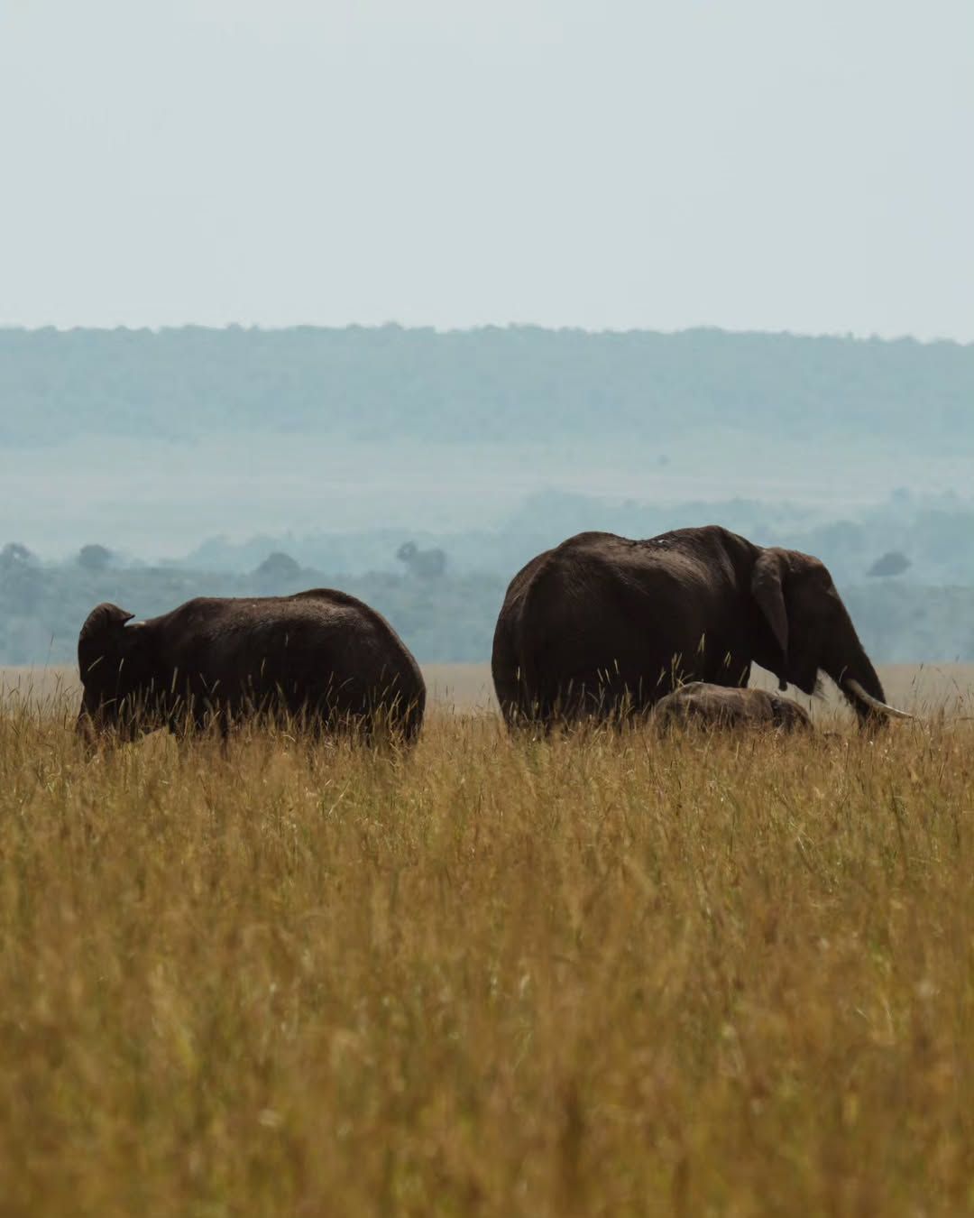 Vive la aventura de un safari por los parques más icónicos de África, donde podrás ver de cerca a los Cinco Grandes en escenarios como Serengeti y Ngorongoro, y finaliza tu viaje descansando en las paradisíacas playas de Zanzíbar. Una experiencia que combina naturaleza salvaje, cultura y romance, ideal para un viaje inolvidable.