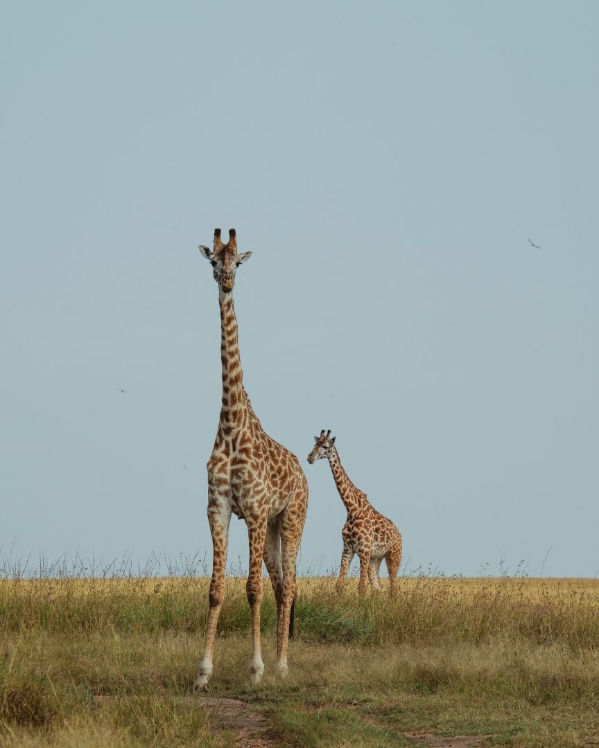 Este viaje te llevará por el corazón salvaje de Kenia y Tanzania, entre las llanuras infinitas del Maasai Mara y el Serengeti, tras la huella de los Big Five y el espectáculo irrepetible de la Gran Migración